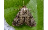 Anacronicta nitida