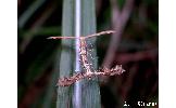 Amblyptilia punctidactyla