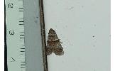 Acrobasis Acrobasis