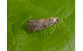 Acrobasis sp.