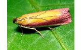 Oncocera Oncocera