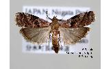 Acrobasis Acrobasis