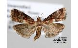 Acrobasis Acrobasis