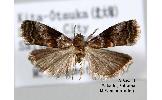 Acrobasis Acrobasis