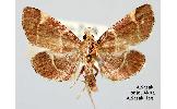 Stemmatophora valida