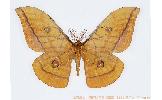 Antheraea yamamai ussuriensis