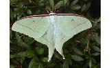 Actias Actias