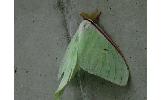 Actias Actias