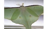 Actias Actias