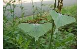 Actias aliena aliena