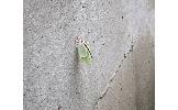 Actias aliena aliena