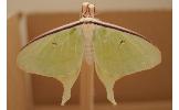 Actias Actias