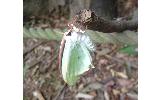 Actias aliena aliena