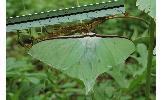 Actias Actias