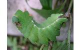 Antheraea yamamai yamamai