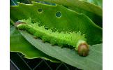 Antheraea yamamai yamamai