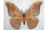 Antheraea yamamai yoshimotoi