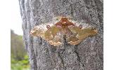 Saturnia jonasii fallax