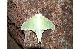 Actias Actias