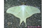 Actias Actias