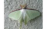 Actias Actias