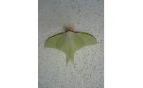 Actias Actias