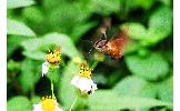 Macroglossum Macroglossum