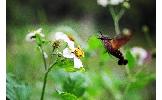 Macroglossum Macroglossum