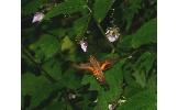 Macroglossum Macroglossum