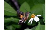 Macroglossum Macroglossum