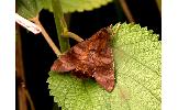 Macroglossum Macroglossum