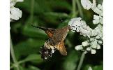 Macroglossum Macroglossum