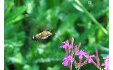 Macroglossum Macroglossum