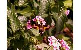 Macroglossum Macroglossum