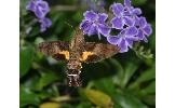 Macroglossum Macroglossum