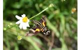 Macroglossum Macroglossum