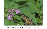 Macroglossum Macroglossum