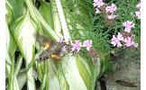 Macroglossum Macroglossum