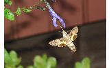 Macroglossum Macroglossum