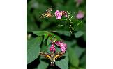 Macroglossum Macroglossum