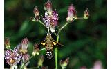 Macroglossum Macroglossum