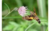 Macroglossum Macroglossum