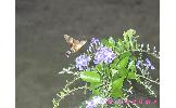 Macroglossum Macroglossum