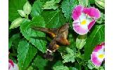 Macroglossum Macroglossum