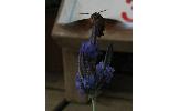 Macroglossum Macroglossum