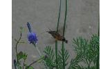 Macroglossum Macroglossum