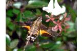 Macroglossum Macroglossum