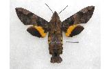 Macroglossum Macroglossum