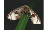 Rhodoneura vittula