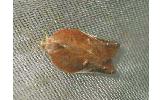 Acleris delicatana